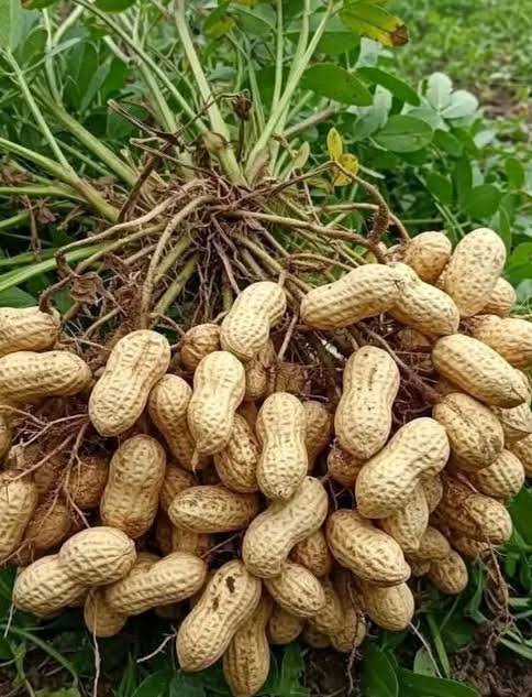 Groundnuts